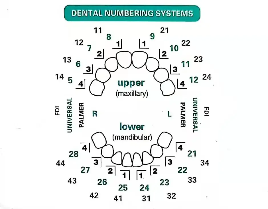 Dentals Mould For Composite Re - đánh giá và giá Teeth Whitening Moulds